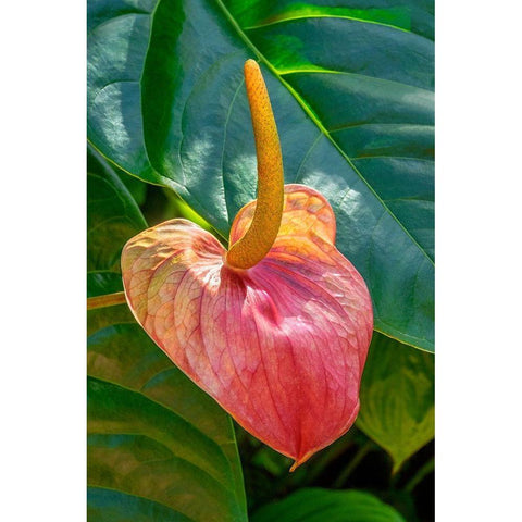 Anthurium White Modern Wood Framed Art Print by Engelbrecht, Jim