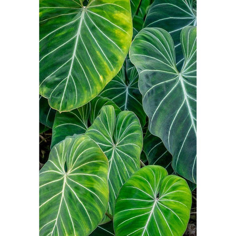 Anthurium foliage Black Modern Wood Framed Art Print with Double Matting by Engelbrecht, Jim