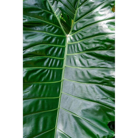 Anthurium leaf Black Modern Wood Framed Art Print by Engelbrecht, Jim