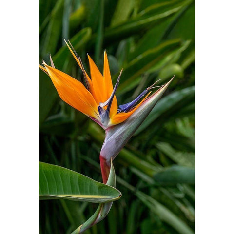 Bird of Paradise Black Modern Wood Framed Art Print by Engelbrecht, Jim