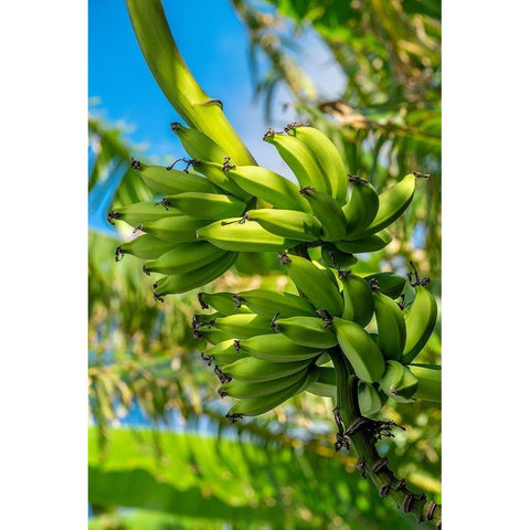 Bunch of bananas on tree Black Modern Wood Framed Art Print with Double Matting by Engelbrecht, Jim