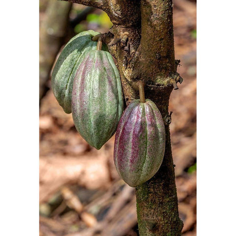 Cacao fruit Black Modern Wood Framed Art Print by Engelbrecht, Jim