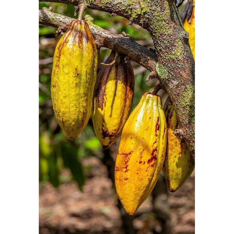 Cacao fruit Black Modern Wood Framed Art Print with Double Matting by Engelbrecht, Jim