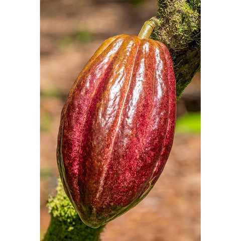 Cacao fruit Gold Ornate Wood Framed Art Print with Double Matting by Engelbrecht, Jim