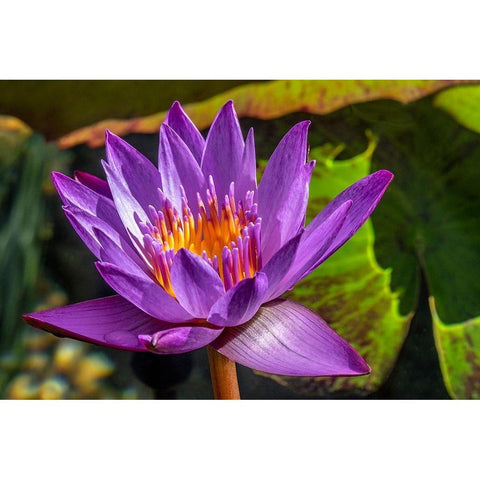 Cape Blue Water lily Black Modern Wood Framed Art Print with Double Matting by Engelbrecht, Jim