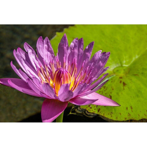 Cape Blue Water lily Gold Ornate Wood Framed Art Print with Double Matting by Engelbrecht, Jim