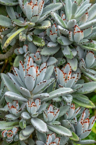 Chocolate Soldier Kalanchoe Black Ornate Wood Framed Art Print with Double Matting by Engelbrecht, Jim