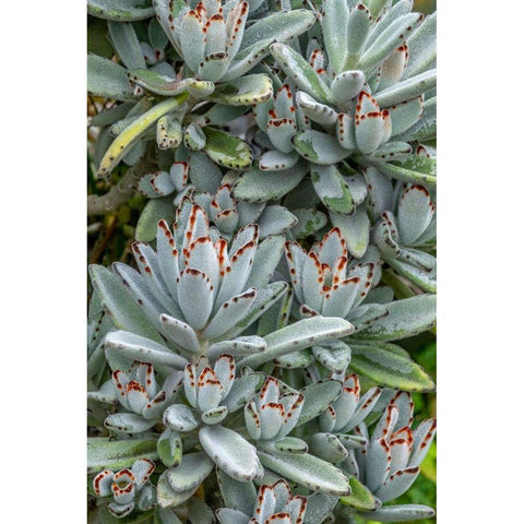 Chocolate Soldier Kalanchoe Black Modern Wood Framed Art Print by Engelbrecht, Jim