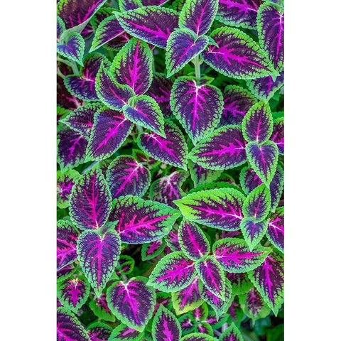 Coleus plant White Modern Wood Framed Art Print by Engelbrecht, Jim