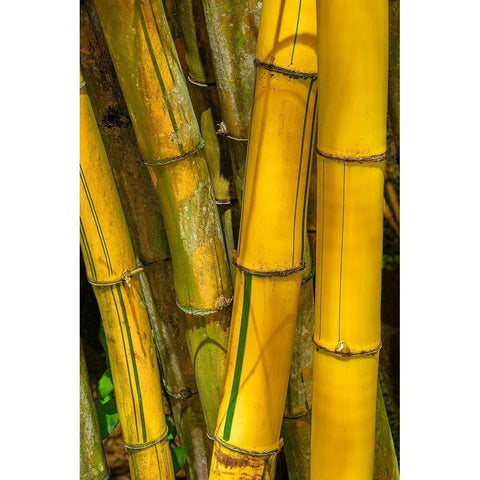 Detail of golden bamboo White Modern Wood Framed Art Print by Engelbrecht, Jim