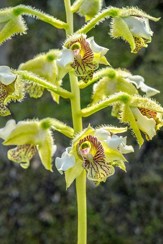 Exotic Orchid Black Ornate Wood Framed Art Print with Double Matting by Engelbrecht, Jim