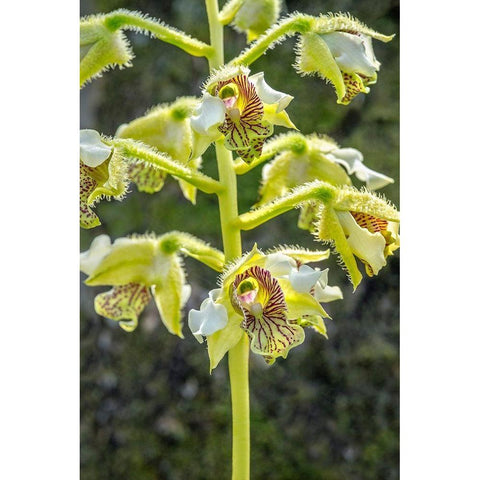 Exotic Orchid Black Modern Wood Framed Art Print by Engelbrecht, Jim