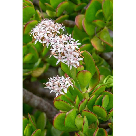 Flowering Stonecrop Black Modern Wood Framed Art Print by Engelbrecht, Jim