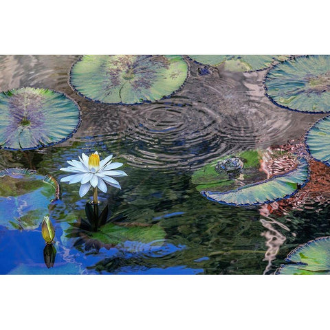 Frogs among Woods White Knight lilies Black Modern Wood Framed Art Print by Engelbrecht, Jim