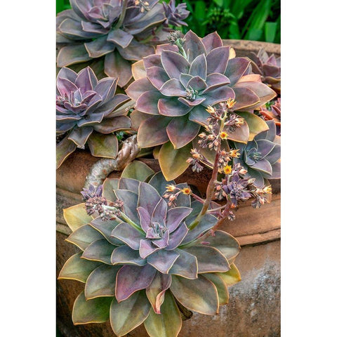 Ghost plant-succulent in a clay pot Gold Ornate Wood Framed Art Print with Double Matting by Engelbrecht, Jim