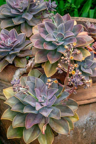Ghost plant-succulent in a clay pot White Modern Wood Framed Art Print with Double Matting by Engelbrecht, Jim