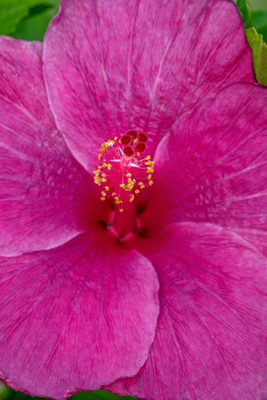 Image Only
