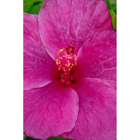 Hibiscus Black Modern Wood Framed Art Print by Engelbrecht, Jim