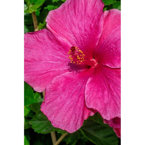 Hibiscus Black Modern Wood Framed Art Print by Engelbrecht, Jim