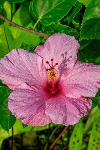 Hibiscus White Modern Wood Framed Art Print with Double Matting by Engelbrecht, Jim