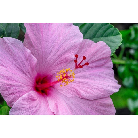 Hibiscus Black Modern Wood Framed Art Print with Double Matting by Engelbrecht, Jim