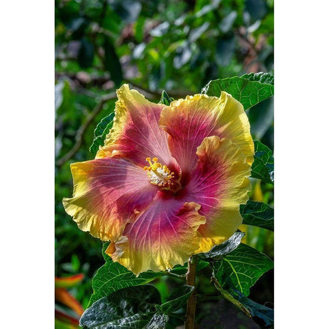 Hibiscus flower Black Modern Wood Framed Art Print with Double Matting by Engelbrecht, Jim