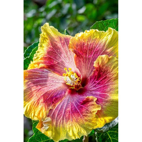 Hibiscus flower Black Modern Wood Framed Art Print with Double Matting by Engelbrecht, Jim