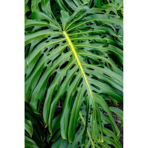 Hurricane Plant Gold Ornate Wood Framed Art Print with Double Matting by Engelbrecht, Jim