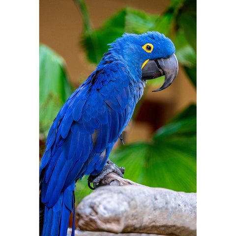 Hyacinth Macaw Gold Ornate Wood Framed Art Print with Double Matting by Engelbrecht, Jim