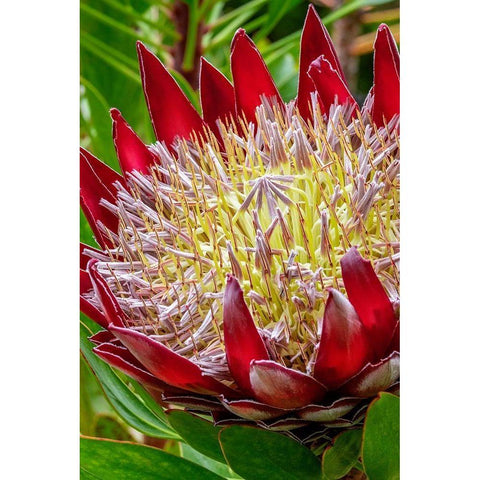 King Protea flower Gold Ornate Wood Framed Art Print with Double Matting by Engelbrecht, Jim