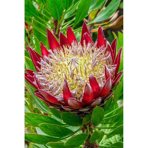 King Protea flower White Modern Wood Framed Art Print by Engelbrecht, Jim