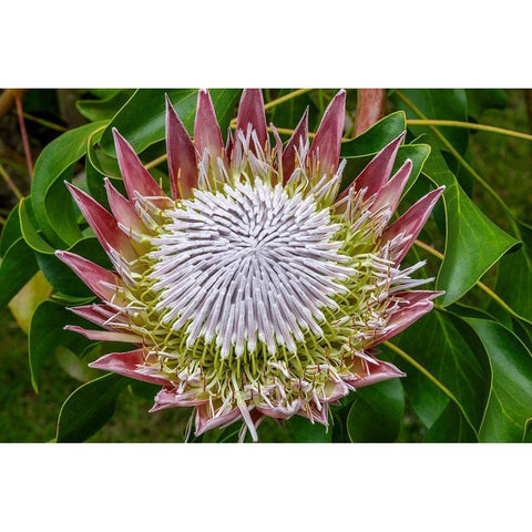 King Protea flower Black Modern Wood Framed Art Print with Double Matting by Engelbrecht, Jim