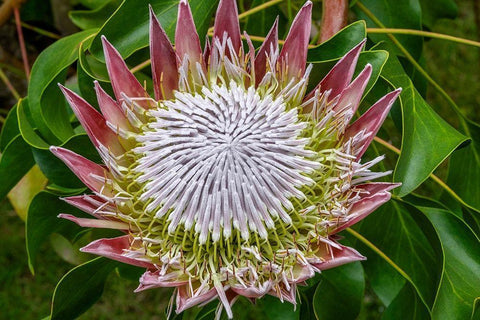 King Protea flower White Modern Wood Framed Art Print with Double Matting by Engelbrecht, Jim