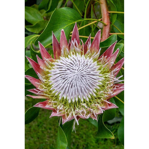 King Protea flower Black Modern Wood Framed Art Print by Engelbrecht, Jim
