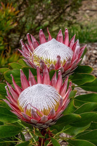 King Protea flower White Modern Wood Framed Art Print with Double Matting by Engelbrecht, Jim