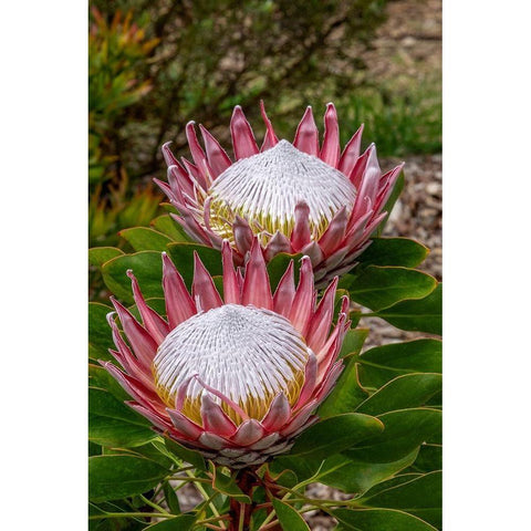 King Protea flower White Modern Wood Framed Art Print by Engelbrecht, Jim