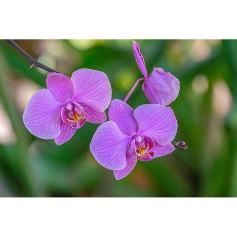 Moth Orchid Black Modern Wood Framed Art Print by Engelbrecht, Jim