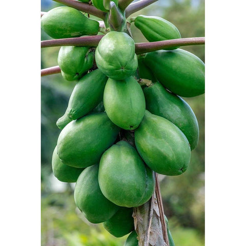 Papaya tree White Modern Wood Framed Art Print by Engelbrecht, Jim