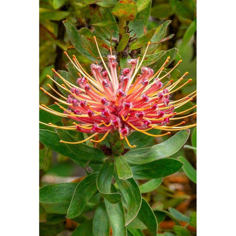 Pincushion flower Black Modern Wood Framed Art Print by Engelbrecht, Jim