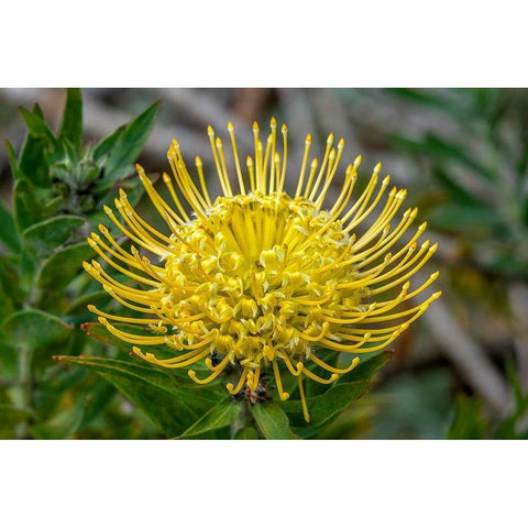 Pincushion flower Black Modern Wood Framed Art Print with Double Matting by Engelbrecht, Jim