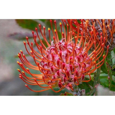 Pincushion flower Black Modern Wood Framed Art Print by Engelbrecht, Jim