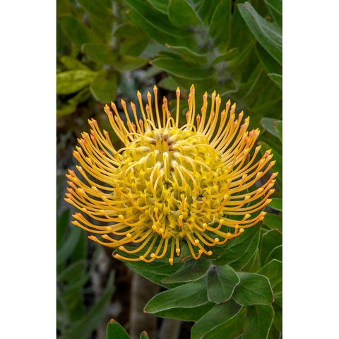 Pincushion flower Black Modern Wood Framed Art Print with Double Matting by Engelbrecht, Jim