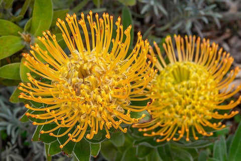 Pincushion flower Black Ornate Wood Framed Art Print with Double Matting by Engelbrecht, Jim