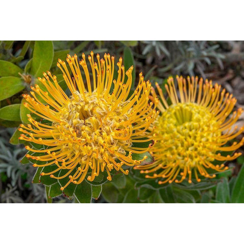 Pincushion flower White Modern Wood Framed Art Print by Engelbrecht, Jim