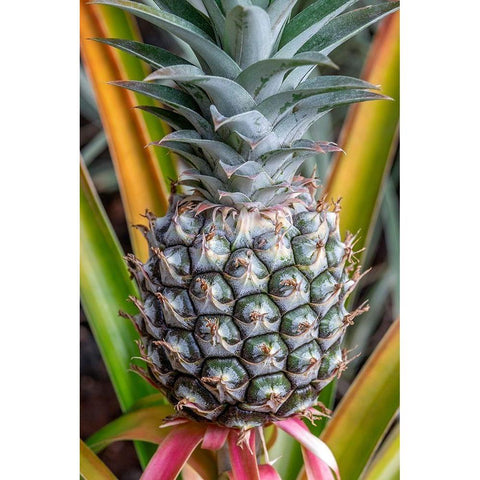Pineapple plant Black Modern Wood Framed Art Print by Engelbrecht, Jim