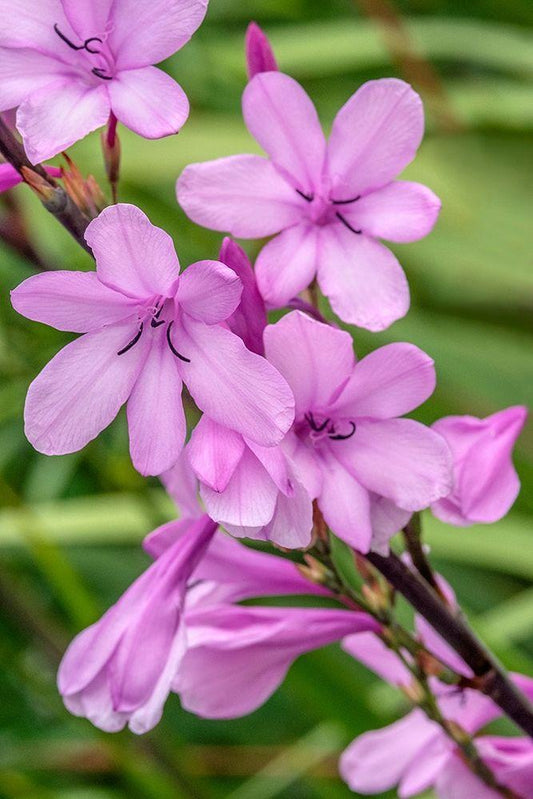Image Only