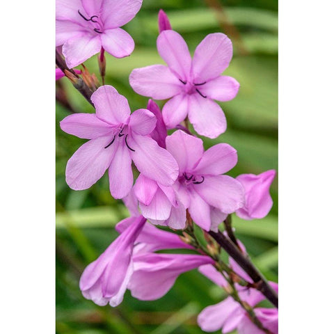 Pink Gladiolus White Modern Wood Framed Art Print by Engelbrecht, Jim