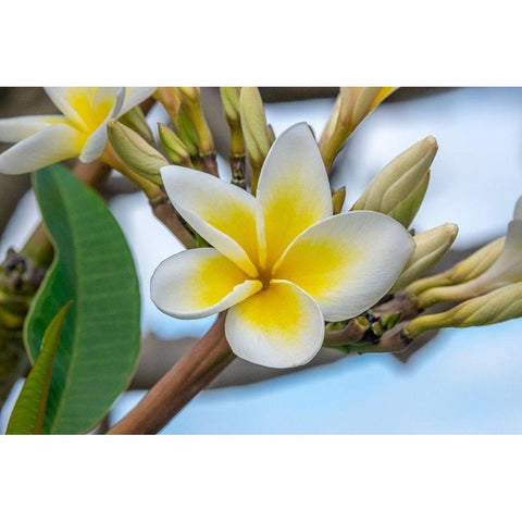 Plumeria Black Modern Wood Framed Art Print with Double Matting by Engelbrecht, Jim