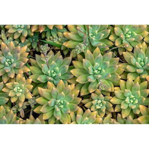 Powdery liveforever-succulent Gold Ornate Wood Framed Art Print with Double Matting by Engelbrecht, Jim