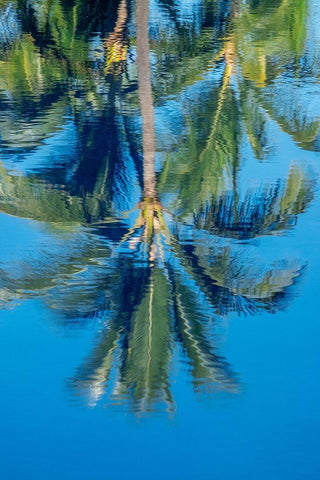 Reflection of palm trees on water White Modern Wood Framed Art Print with Double Matting by Engelbrecht, Jim
